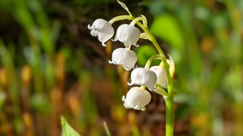 Brin de muguet
